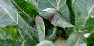 ABC zwalczania chorób grzybowych warzyw kapustnych (cz. I) – choroby grzybowe choroby kapusty zdjęcia