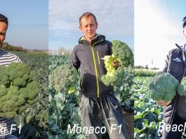 Brokułowe trio na jesień 2020. Co warto posadzić?