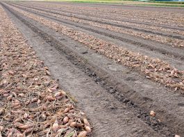 Cebulowe trendy sezonu 2021