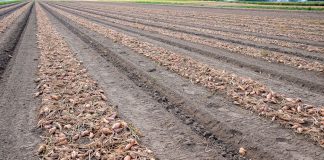 Cebulowe trendy sezonu 2021