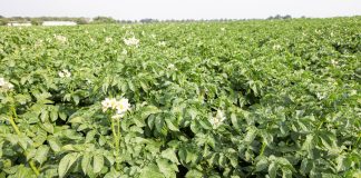 „Pryśnij ziemniak”, czyli jak skutecznie chronić ziemniaki i zyskać dodatkowo 2000 zł