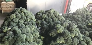 Jak zwiększyć dochodowość uprawy brokuła?