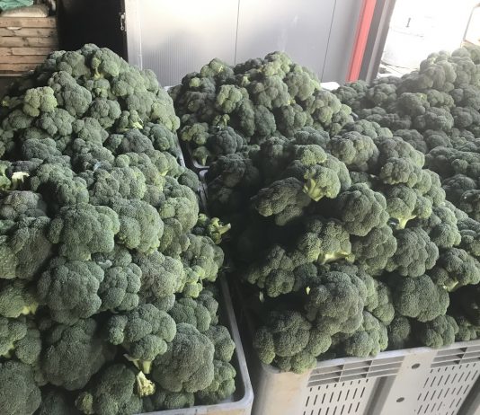 Jak zwiększyć dochodowość uprawy brokuła?