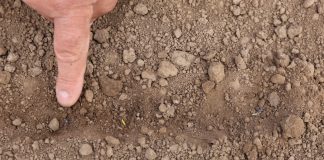 Wschody cebuli … wcale nie tak szybko. FILM