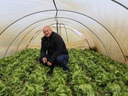 Sałaty lodowe na topie. FILM