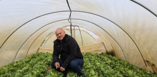 Sałaty lodowe na topie. FILM