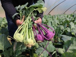 Nowe możliwości uprawy kalarepy