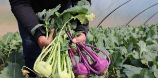 Nowe możliwości uprawy kalarepy