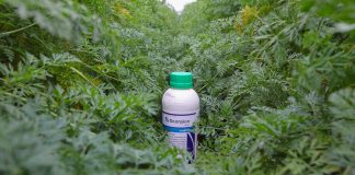 Jeden fungicyd a chroni tak wiele warzyw