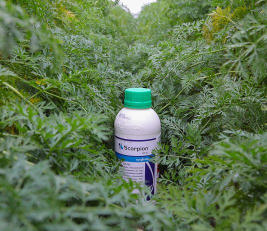 Jeden fungicyd a chroni tak wiele warzyw