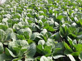 Kapusta w tym roku będzie rekordowo wcześnie!