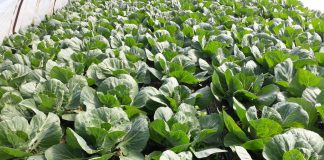 Kapusta w tym roku będzie rekordowo wcześnie!