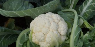 Czas wybrać odmiany kalafiora do produkcji jesiennej pod zakłady przetwórcze!