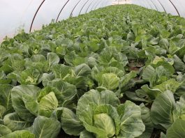 Sezon najwcześniejszych kapust w Igołomi rozpoczęty. FILM