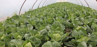 Sezon najwcześniejszych kapust w Igołomi rozpoczęty. FILM