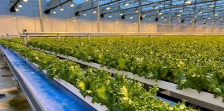 Uprawa sałaty bez użycia rąk?!