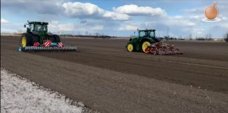 Siewy cebuli – siać czy czekać?