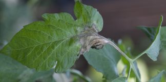 Revus – jeszcze szerszy zakres ochrony