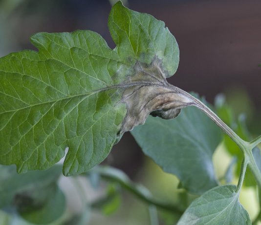 Revus – jeszcze szerszy zakres ochrony