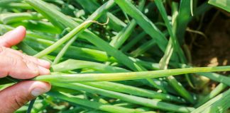 Stemphylium i mączniak rzekomy w uprawie cebuli