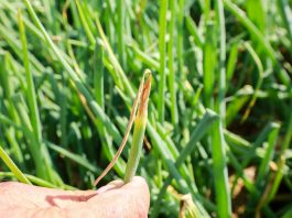 Najgroźniejsze choroby cebuli i ich zwalczanie choroby cebuli zdjęcia