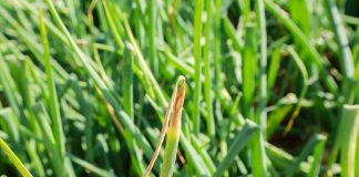 Najgroźniejsze choroby cebuli i ich zwalczanie choroby cebuli zdjęcia