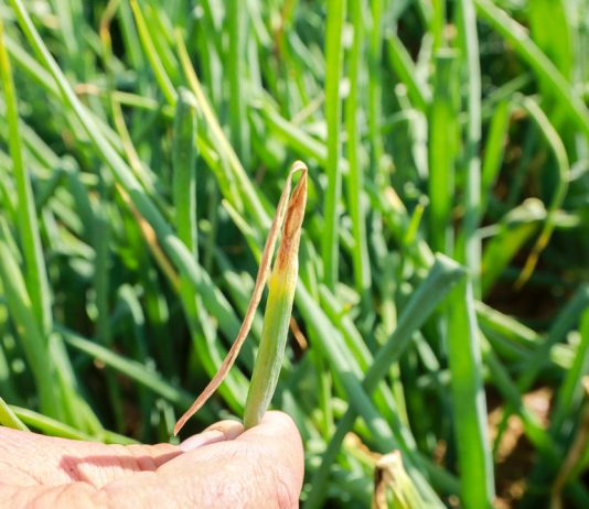 Najgroźniejsze choroby cebuli i ich zwalczanie choroby cebuli zdjęcia