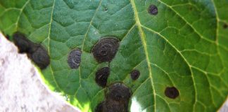 Pomidory gruntowe – zaczyna się problem z Alternaria solani