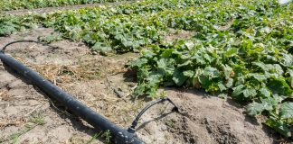 Nawożenie ogórków gruntowych poprzez fertygację