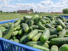 Ogórek gruntowy uprawiany w nowych technologiach