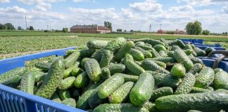 Ogórek gruntowy uprawiany w nowych technologiach