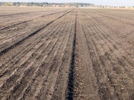 Historia pewnego cebulowego pola. Od siewu po 19 tydzień 2020 roku