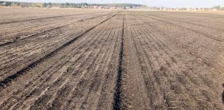 Historia pewnego cebulowego pola. Od siewu po 19 tydzień 2020 roku