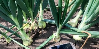 Ochrona cebuli ozimej od siewu, aż do zbiorów