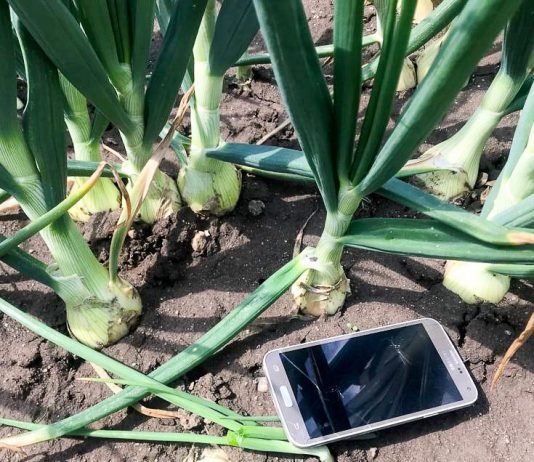 Ochrona cebuli ozimej od siewu, aż do zbiorów