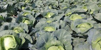 Skuteczna ochrona kapustnych na nowy sezon- FILM