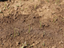 Cebula w fazie pierwszego liścia właściwego – zabiegi herbicydowe