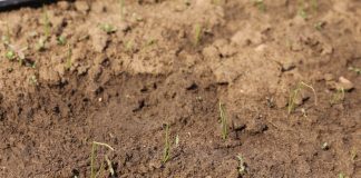 Cebula w fazie pierwszego liścia właściwego – zabiegi herbicydowe