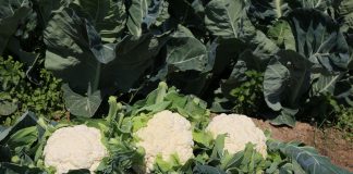 Najwcześniejsze kalafiory na rynku (Cz. 1)