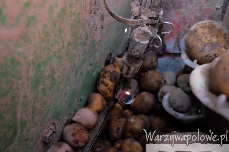 Zaprawianie ziemniaków podczas sadzenia