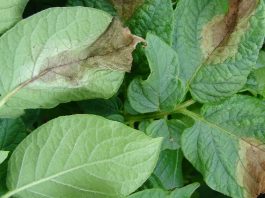 Skuteczna ochrona przed zarazą ziemniaka