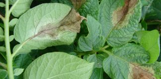 Skuteczna ochrona przed zarazą ziemniaka