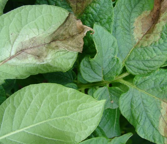 Skuteczna ochrona przed zarazą ziemniaka