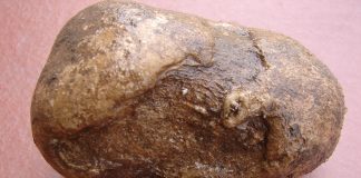 Alternarioza ziemniaka  – kiedy może zaskoczyć? alternarioza na bulwie ziemniaka