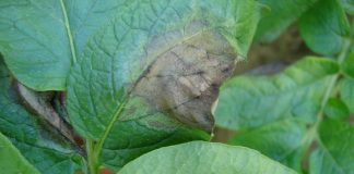 Czy będzie nowy sposób na ochronę ziemniaków?