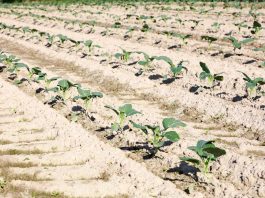 Czy produkcja rolna będzie nadal opłacalna?