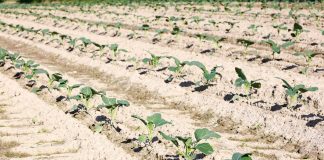 Czy produkcja rolna będzie nadal opłacalna?