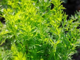 Rok 2020 rokiem szkodników w uprawie warzyw. Cz. I – Jak nie dać się zaskoczyć?