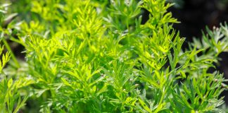 Rok 2020 rokiem szkodników w uprawie warzyw. Cz. I –  Jak nie dać się zaskoczyć?