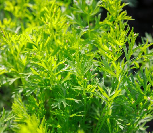 Rok 2020 rokiem szkodników w uprawie warzyw. Cz. I – Jak nie dać się zaskoczyć?